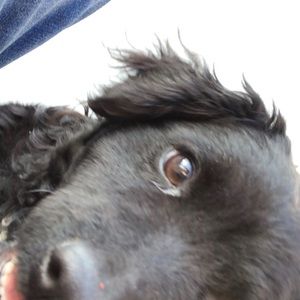 Meet your Posher, Willy